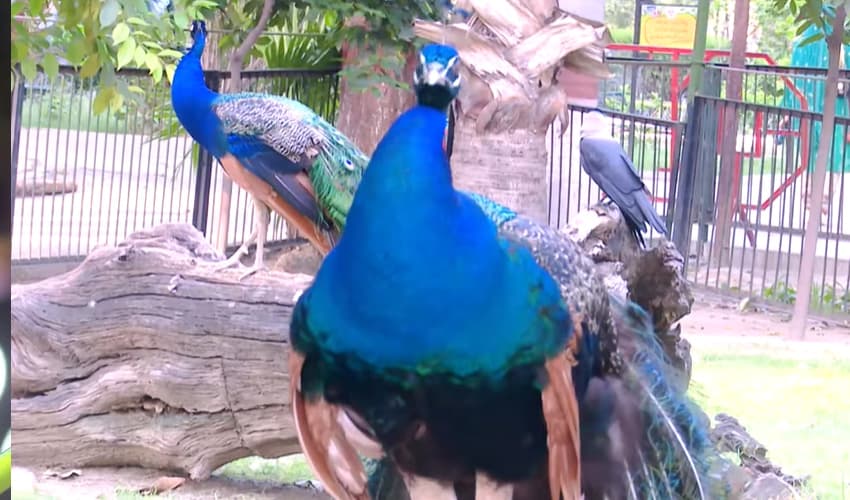 zoo zoo