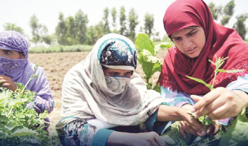 Pakistan IMF talks: Agricultural income to be taxed at 45% corporate sector rate