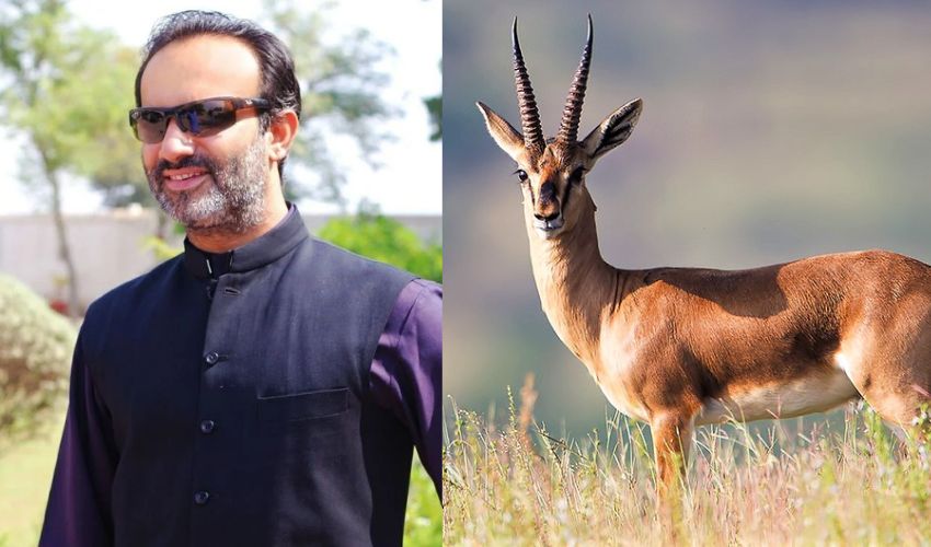 PTI senator Aon Abbas Buppi arrested for alleged Chinkara deer poaching