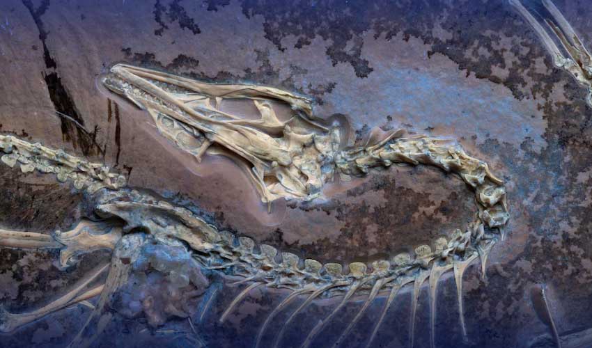 Chicago museum's fossil yields insights on famed early bird Archaeopteryx