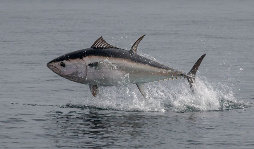 Atlantic bluefin tuna sold for $1