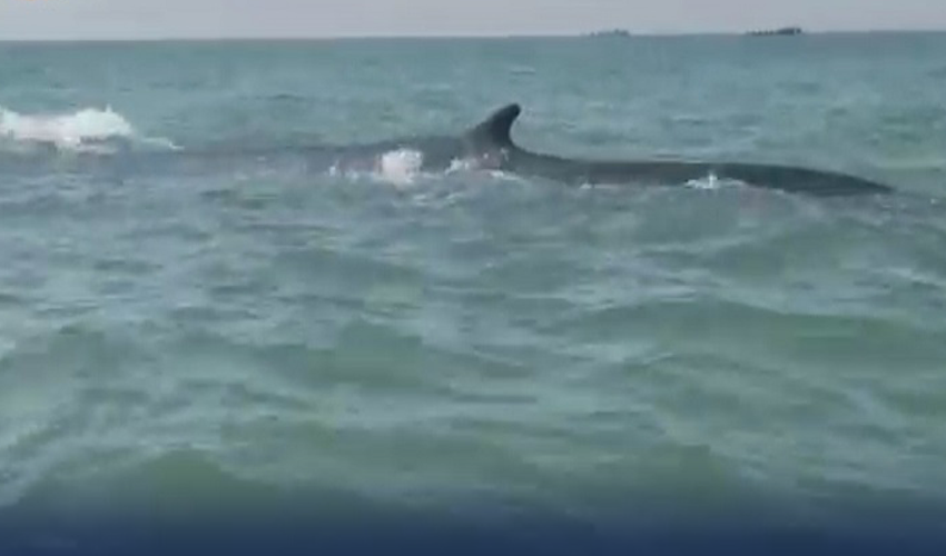 Rare giant Black Whale sighted in Balochistan's Gadani area