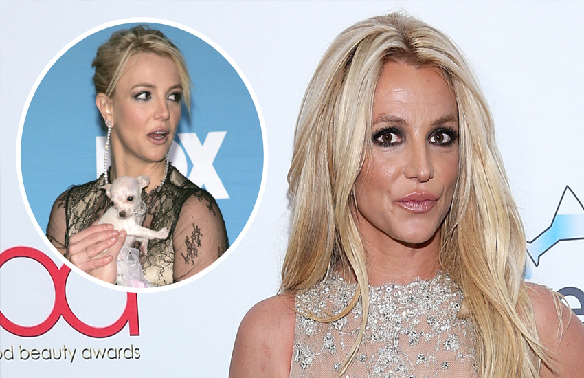 Britney Spears puts birthday bash on hold for beloved pet's emergency