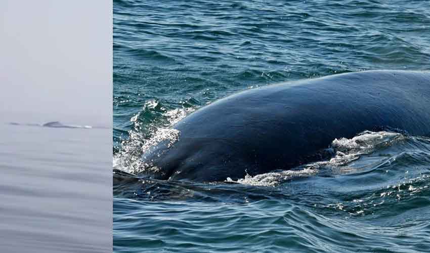 Rare Bryde’s whales spotted near Gwadar coast