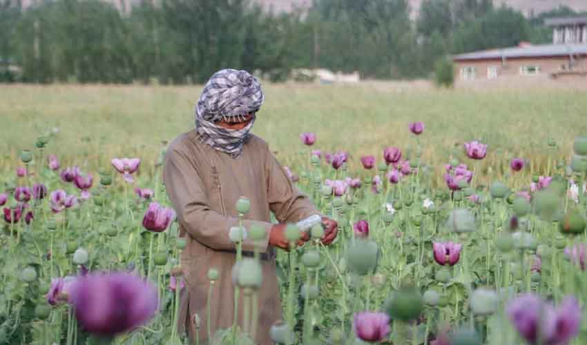 75 landowners put on Fourth Schedule over poppy cultivation