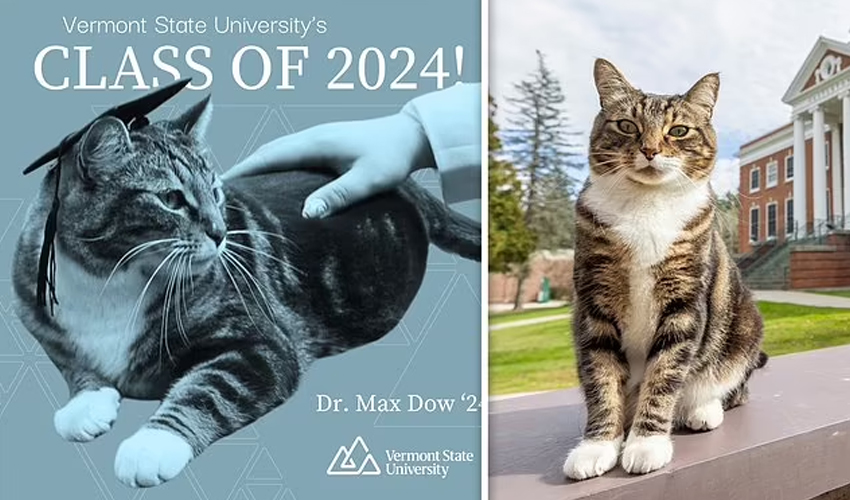 'Max’ cat awarded honorary doctorate by University of Vermont