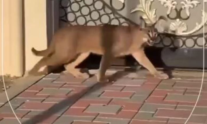 Dubai: Wild cat on the loose in Fujairah, see video