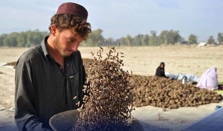 Price of pine nut sees huge decline in Balochistan