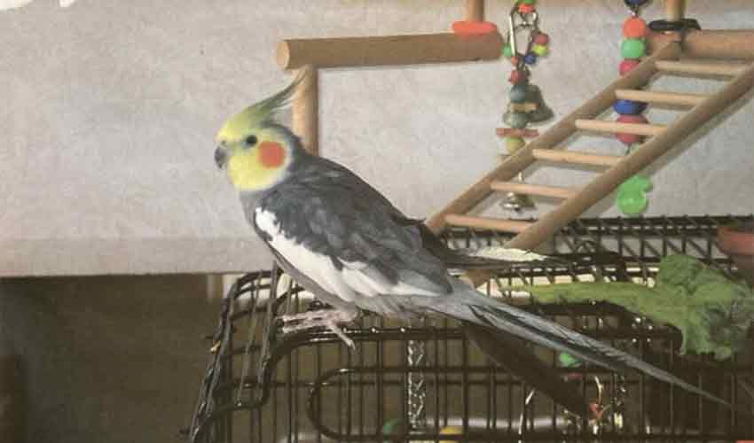 Pet cockatiel in US becomes world’s oldest of Its kind