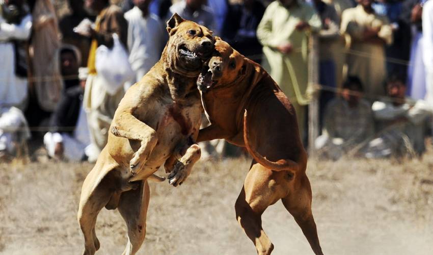 US high-ranking official arrested for participating in dog fighting