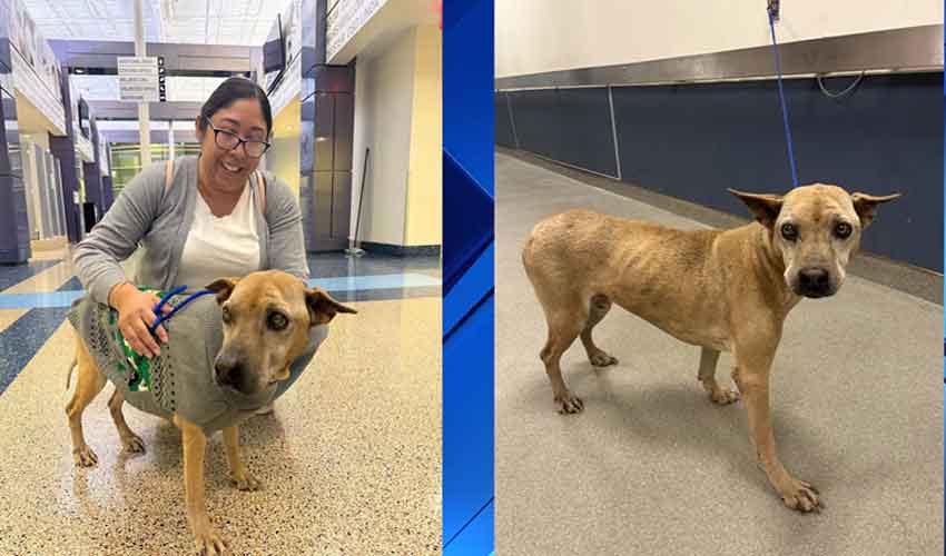 Tech leads to miracle union: Dog reunited with owner after 10 years