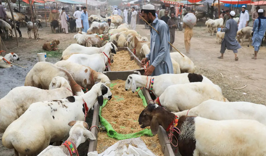 How much will sacrificial animal cost you this Eidul Azha?