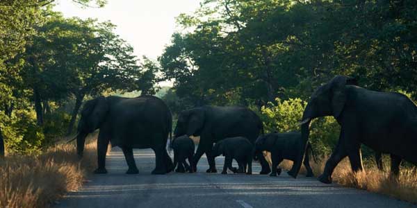 Elephants migrate from Zimbabwe's largest national park to Botswana in search of water