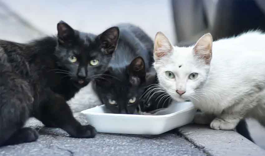 French couple sentenced for keeping 159 cats, 7 dogs in inhumane conditions