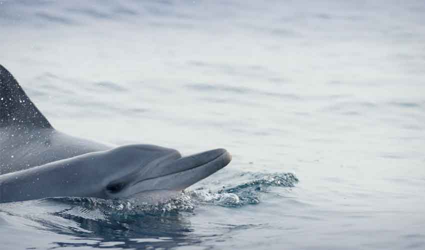 Humpback dolphins return to Gwadar, signal marine recovery