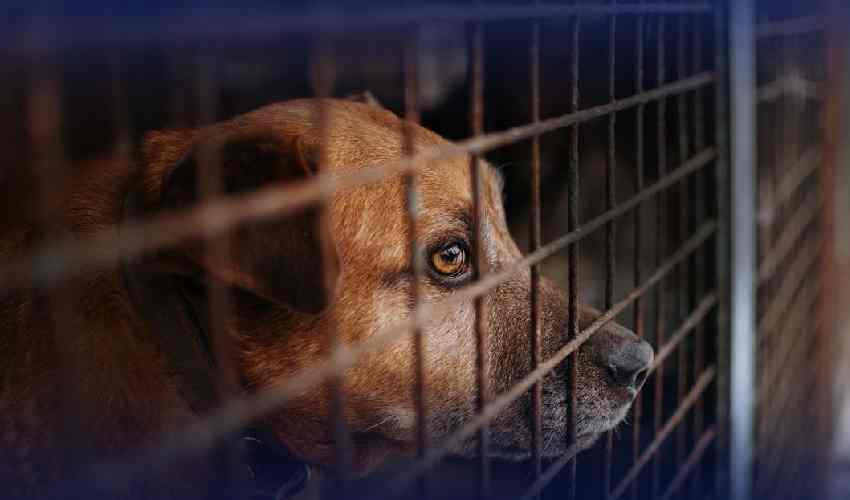 South Korea’s parliament outlaws dog meat consumption