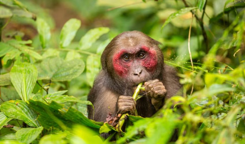 Indian leaf monkey crosses Pakistan border, reaches university campus