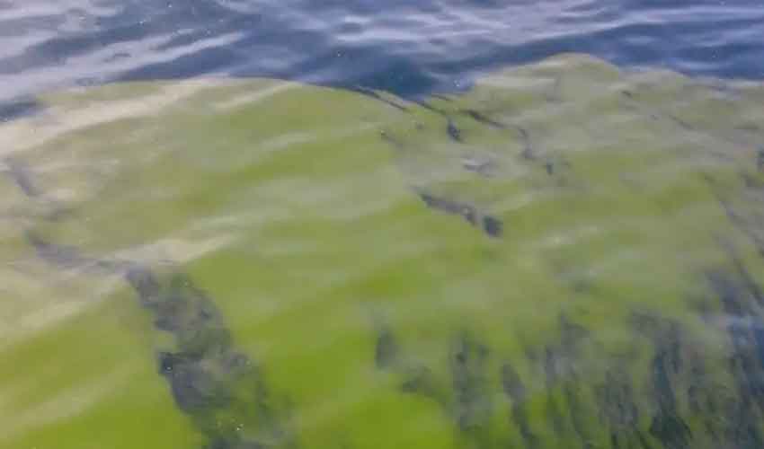 WWF clarifies green glow in Arabian Sea is not pollution