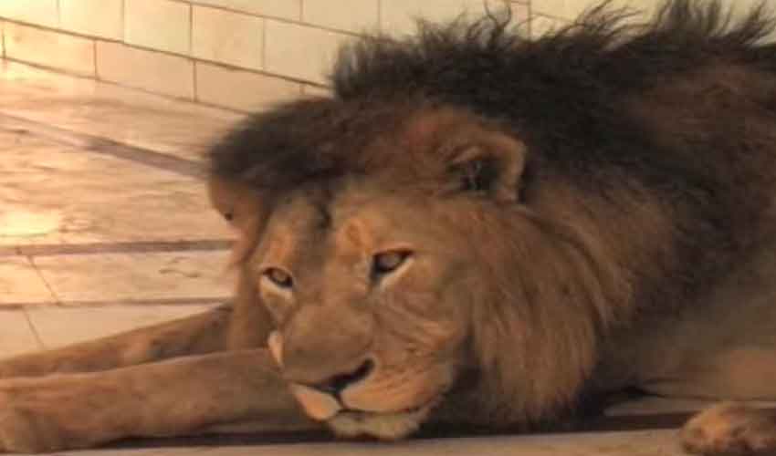 Successful jaw surgery restores lion's health in Daska
