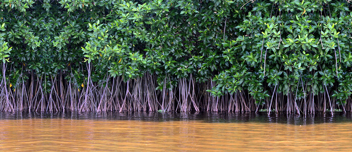 Study shows that planted mangroves can store carbon