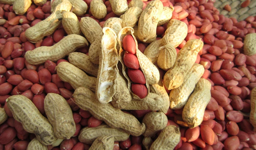 'Peanuts in peril': Pakistan's winter delight may come at stiffer price this year