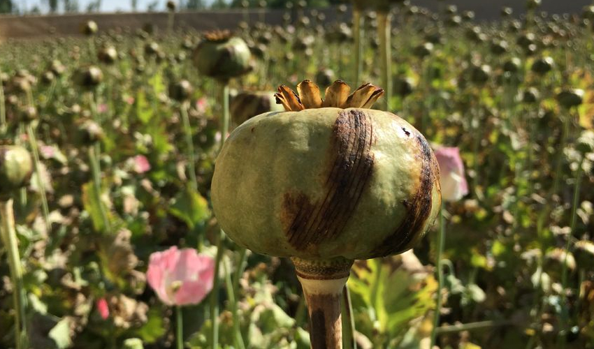Afghan farmers seek Taliban support amid poppy ban