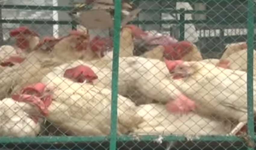 Chicken prices skyrocket in country