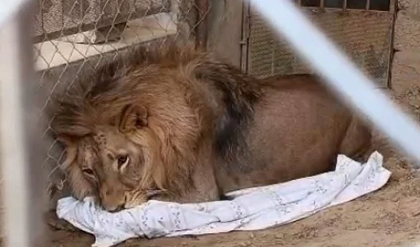 Punjab govt bans pet lions following child injury in Lahore