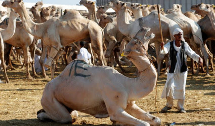 Latest: Prices of sacrificial animals at Karachi’s cattle markets
