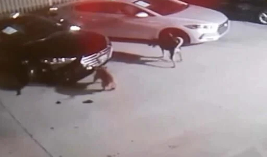 Stray dogs cause $350,000 car rampage in Houston