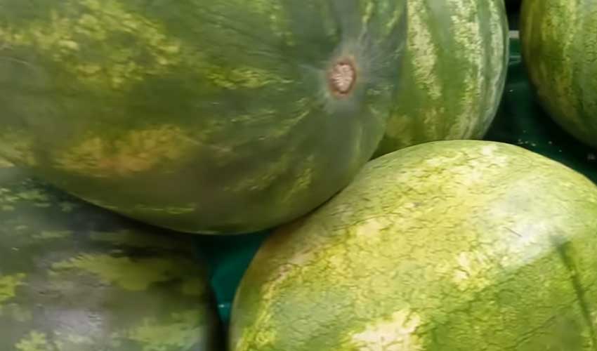 How to pick perfect watermelons?